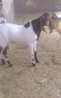 چپش پاکستانی
