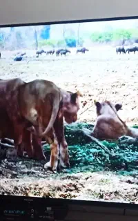 تلویزیون پاناسونیک ۵۵