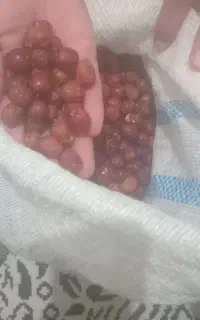 عناب تازه کوهی