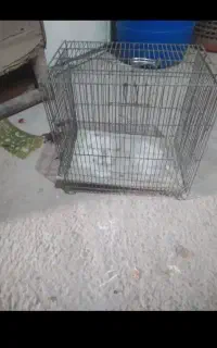 قفس