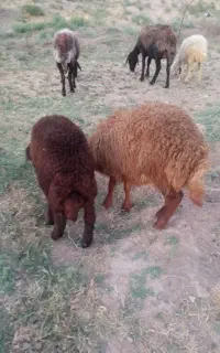 بره نر سبک میش وبره لاغرداشتی