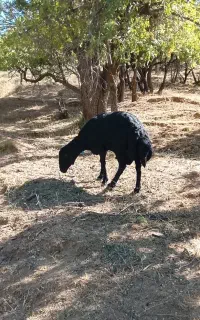 قوچ افشار