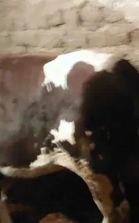 تلیسه آبستن سیمنتال