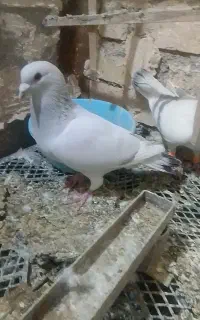 پاکستانی