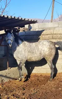 مادیان کری رخش ۴ساله