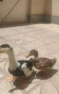 فروش ۲ عدد اردک محلی