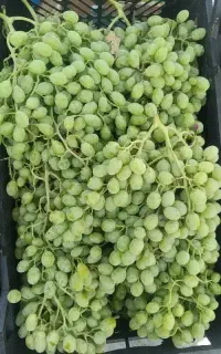 غوره