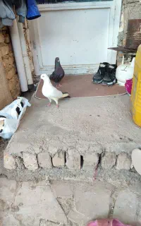 کبوتر
