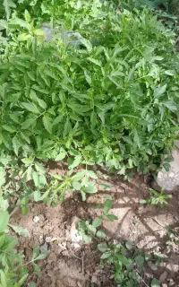 نشا گوجه خوب بار بده