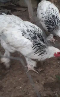 خروس برهما