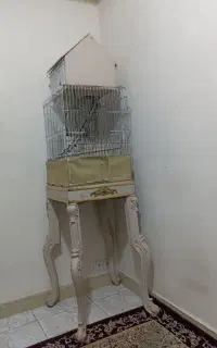 قفس طوطی وعروس هلندی