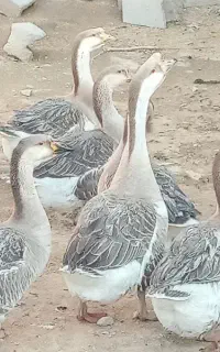 قوغاز کرچ