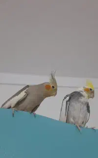 عروس هلندی جفت
