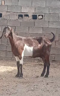 بز دورگ پاکستانی قلم دار هیکل درشت