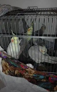 عروس هلندی تعدادی فروشی