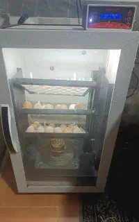 دستگاه جوجه کشی ققنوس126