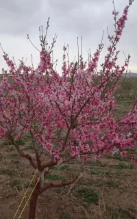 برش انواع درخت هرس