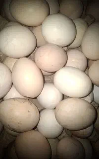 تخم مرغ شکسته