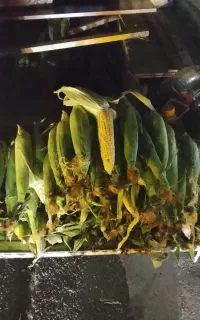 بلال  اردبیل
