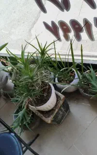 تعدادی گل و گلدان یک‌جا