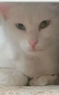 گربه