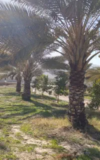 نخل ثمری و ساحلی