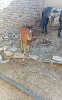 کره اسب