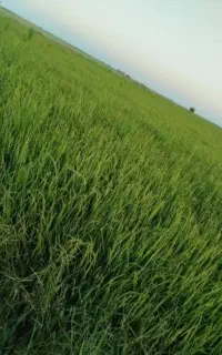اجاره یا خریدار زمین کشاورزی  هستم 10تا 20هکتاری