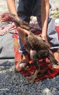 یک عدد مرغ لاری