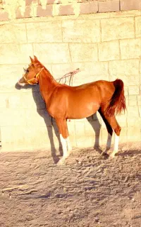 اسب مادیان