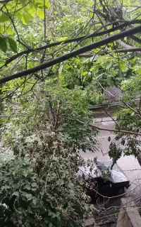 سوئیت با ویو جنگلی