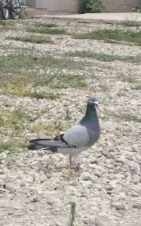 کبوتر سبز