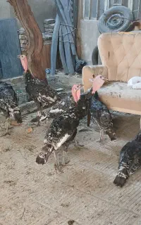 بوقلمون رسمی نر