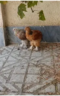 جوجه برهما