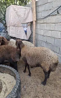 میش چاق کشتاری