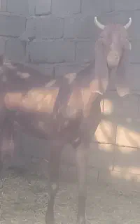 بزپتیری سقلوزا با سه کهره نر بز ابستن