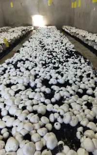 پرورش قارچ در فضای کوچک/
