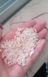 برنج هاشمی تازه