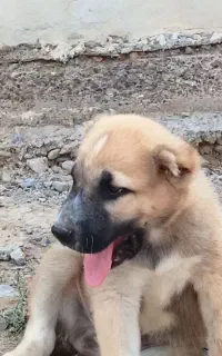 توله درجه یک