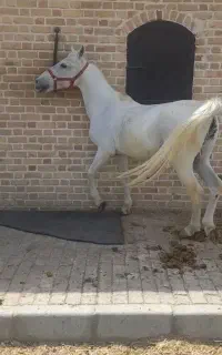 اسب  سواری دار ب شرط