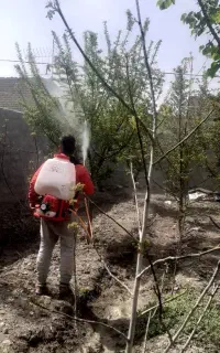 باغبانی سمپاشی  درختان سم پاشی تیلر زنی سراسر مشهد