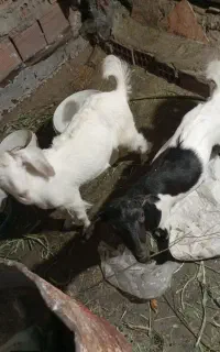 بزسانن دورگ