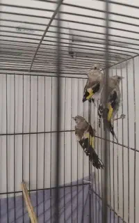 جوجه سهره متولد قفس