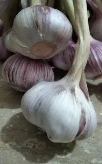 سیر‌محلی‌