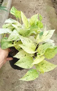پتوس مرمری درجه یک