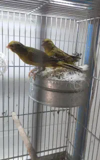 سبز چمنی سو قدیم