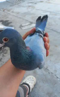 کبوتر نر دوبر