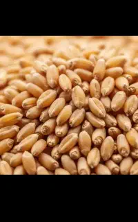 گندم کاسکوژن بوجاری شده