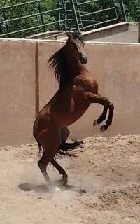 کره نریان سیلمی دوسر وادراتی
