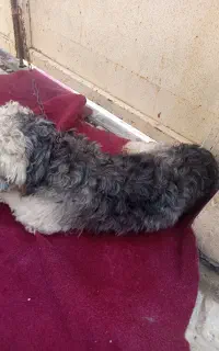 سگ‌‌‌خانگی‌بازیگوش‌‌